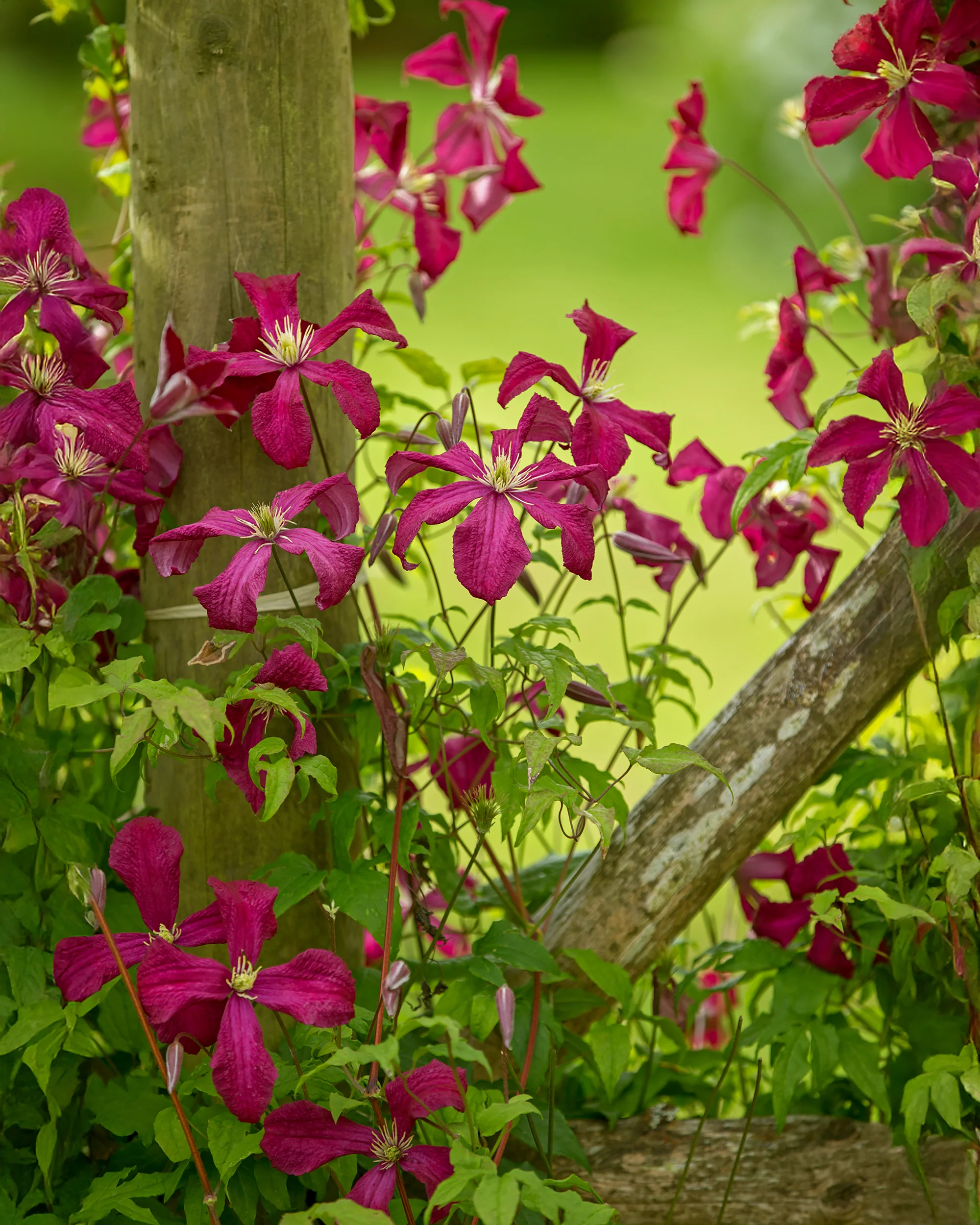 Clematis 'Vitiwester' - Image 5