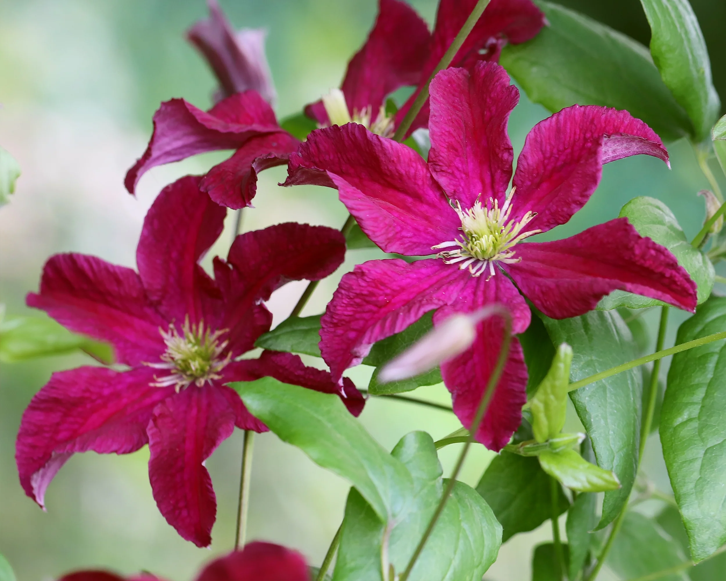 Clematis 'Vitiwester' - Image 6