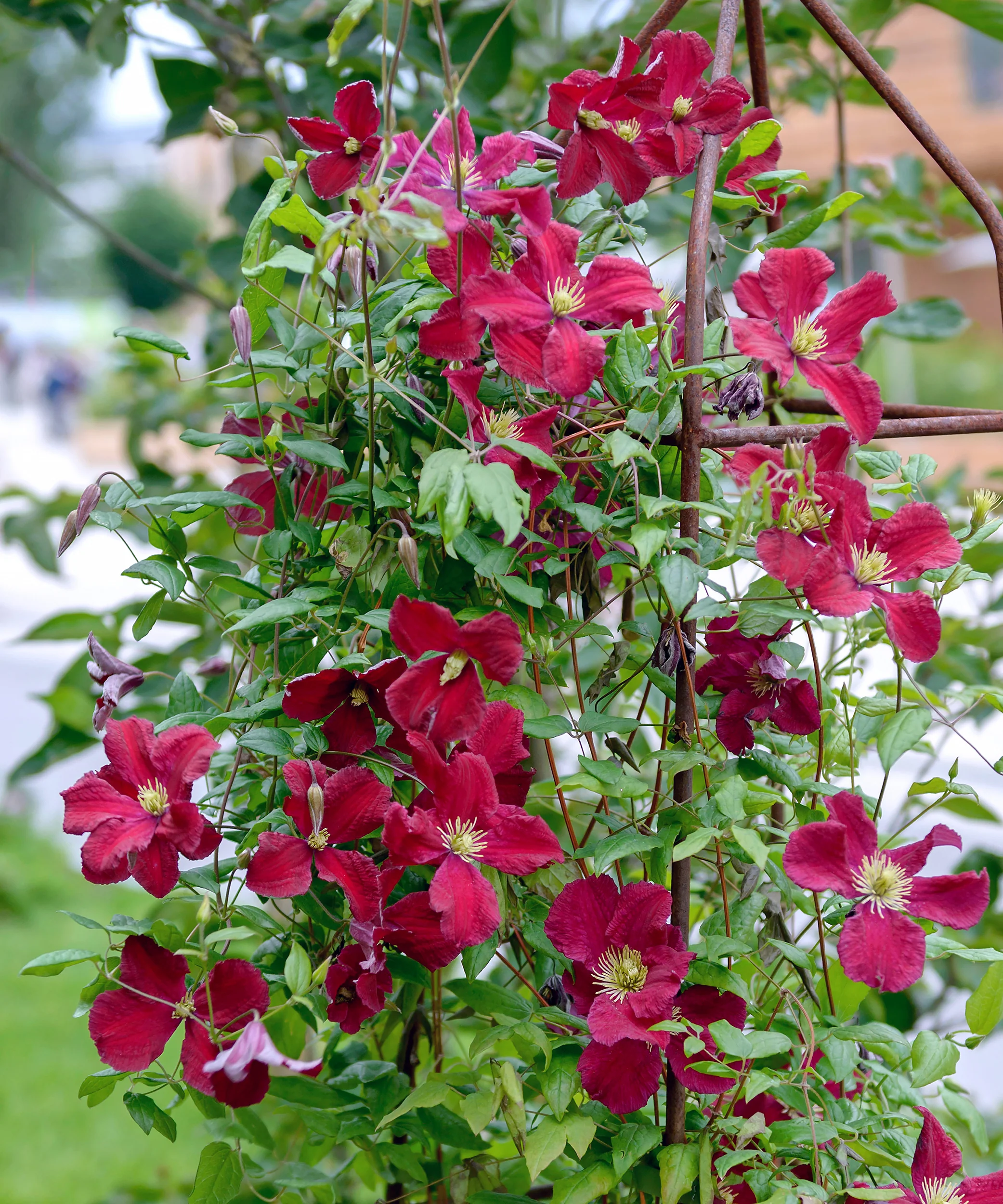 Clematis 'Vitiwester' - Image 8
