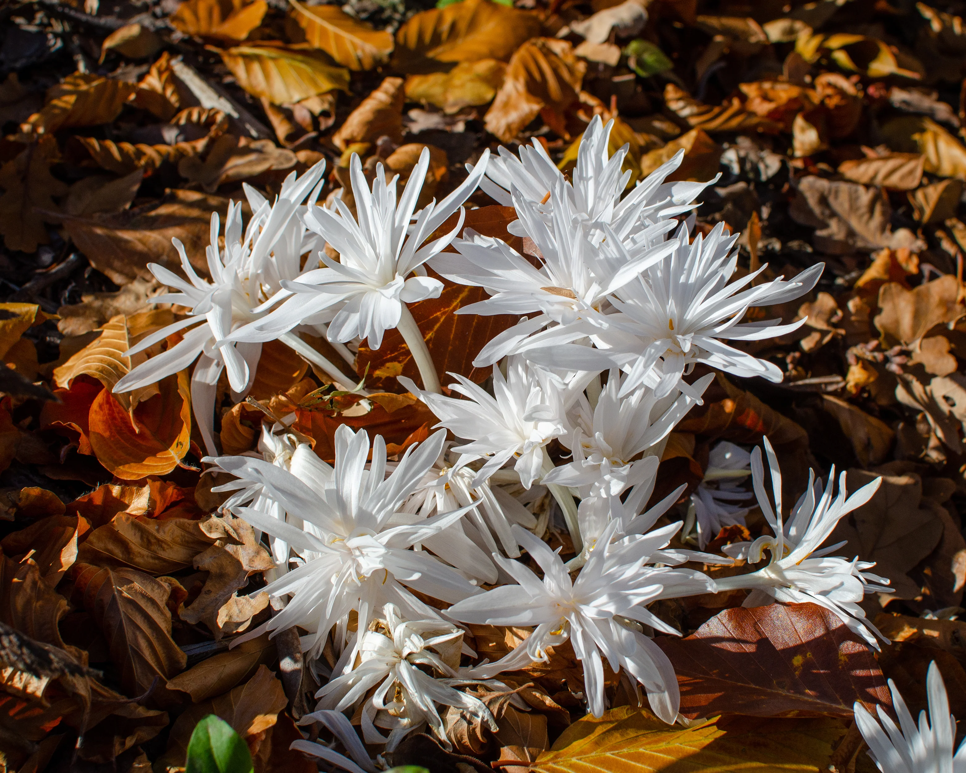 Colchicum 'Alboplenum' - Image 3