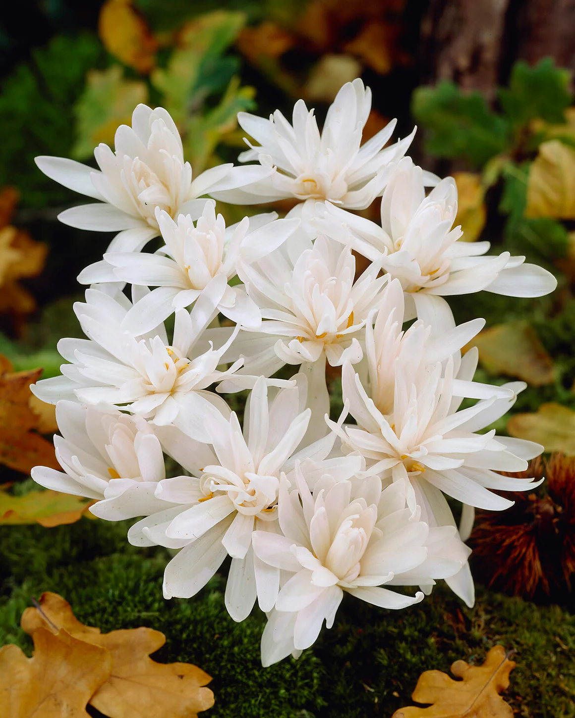 Colchicum 'Alboplenum' - Image 4