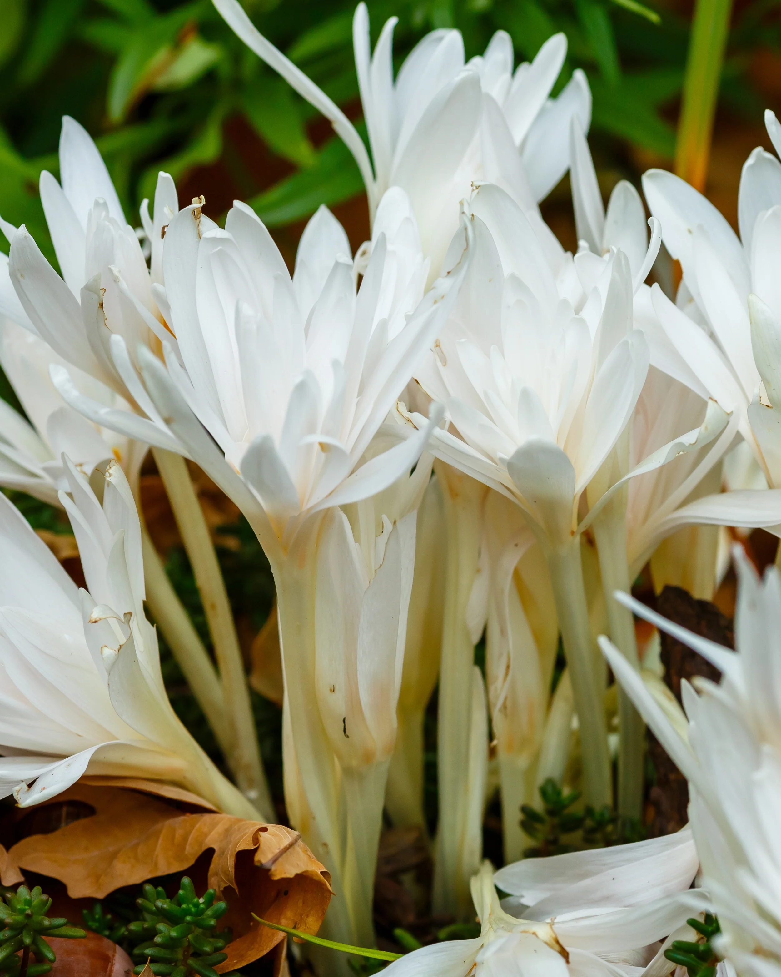 Colchicum 'Alboplenum' - Image 5