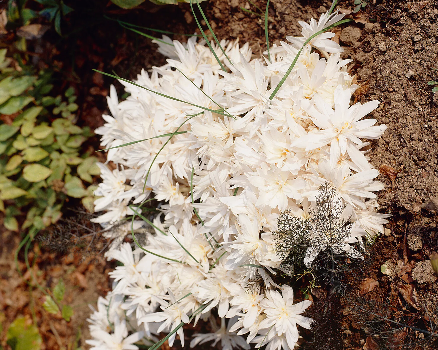 Colchicum 'Alboplenum' - Image 6