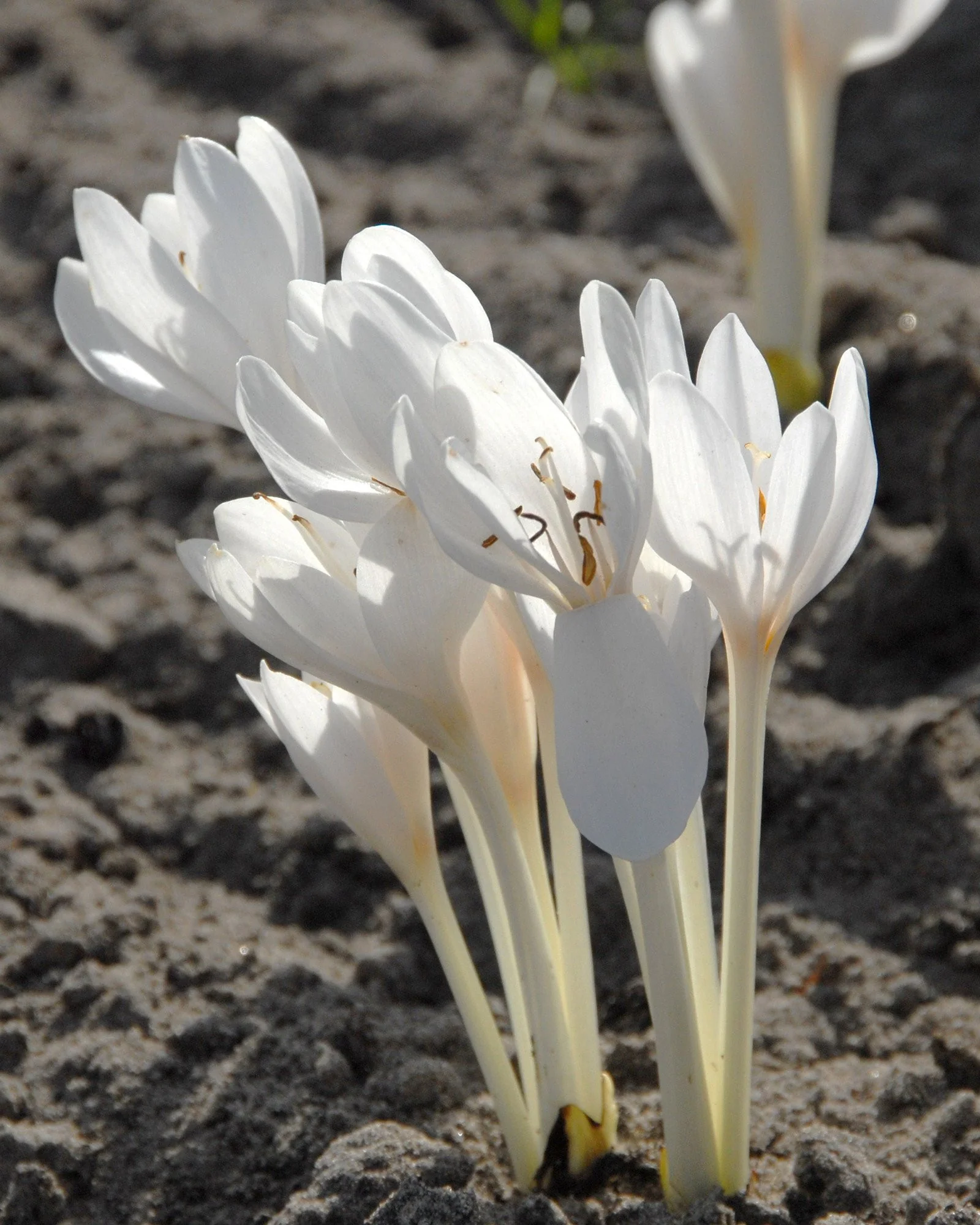 Colchicum 'Album' - Image 3