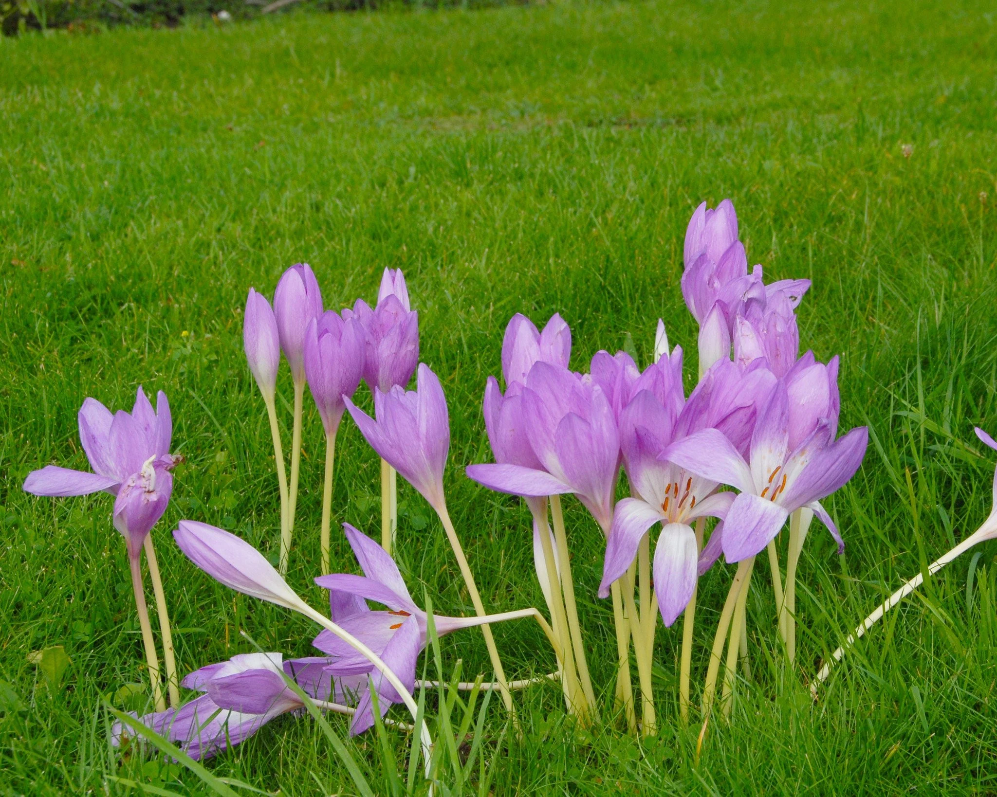 Colchicum 'Giant' - Image 3