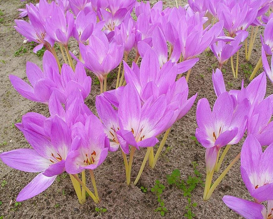 Colchicum 'Giant' - Image 4