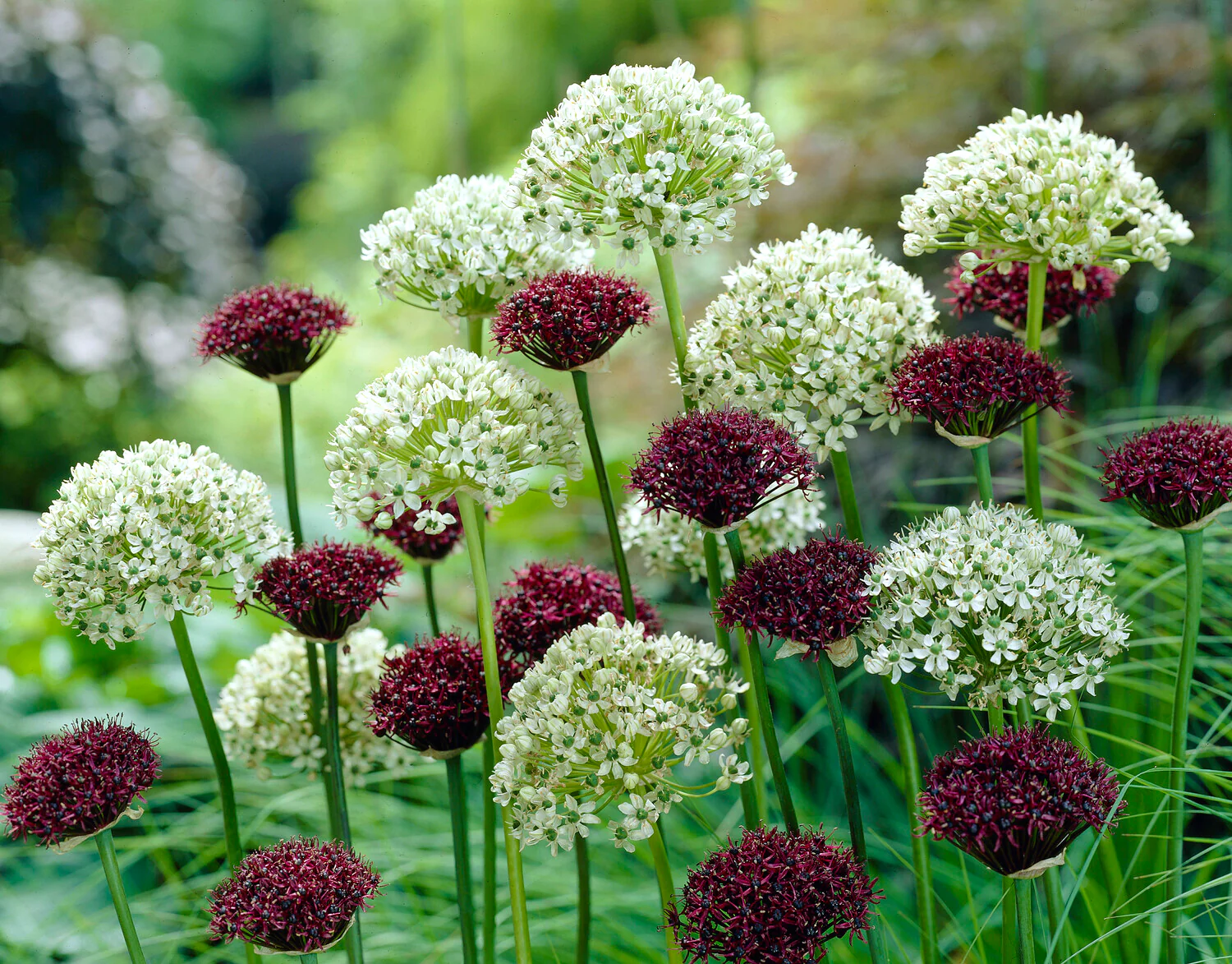 Allium collection 'Abbey Road' - Image 2