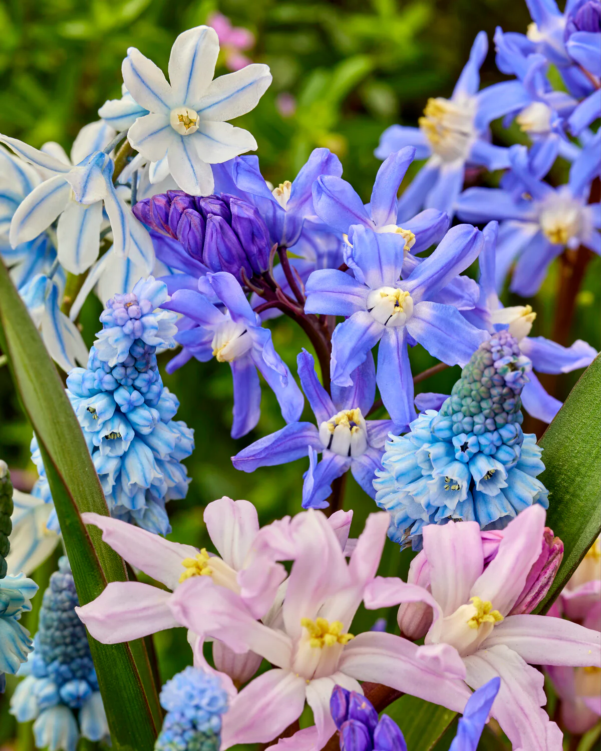 Collection 'Blooming Bliss' - Image 2