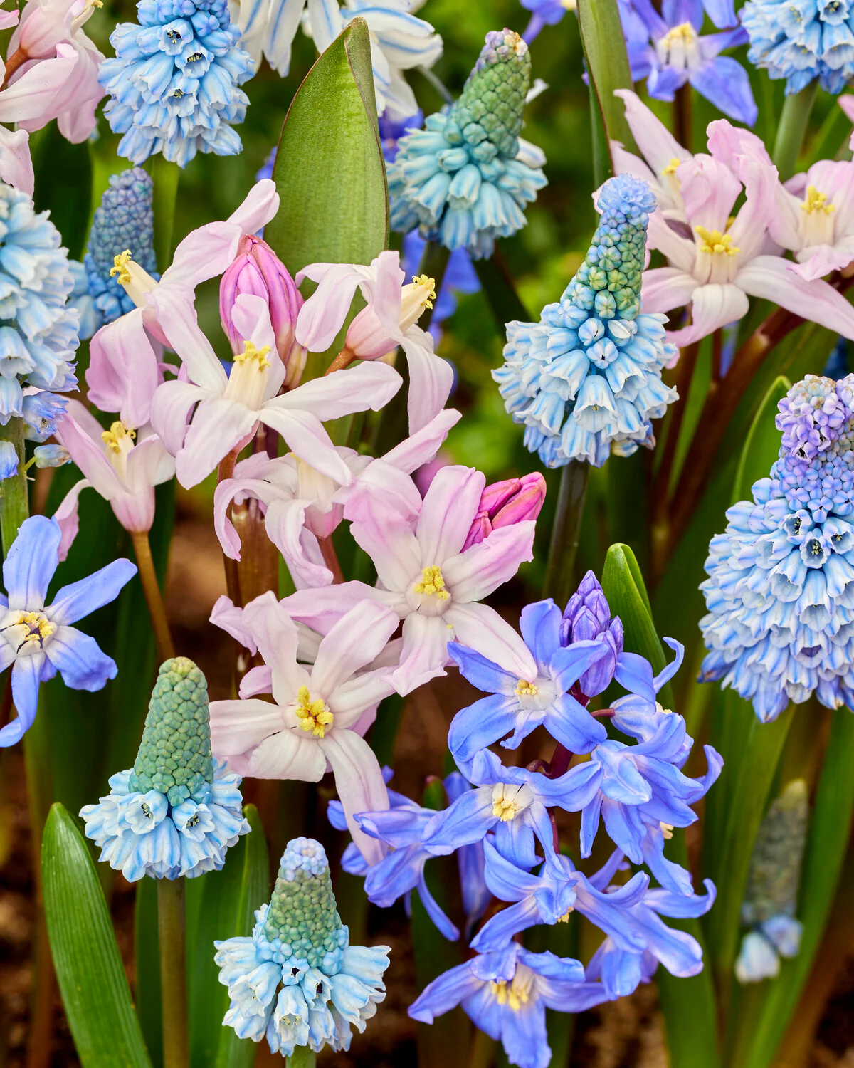 Collection 'Blooming Bliss' - Image 3
