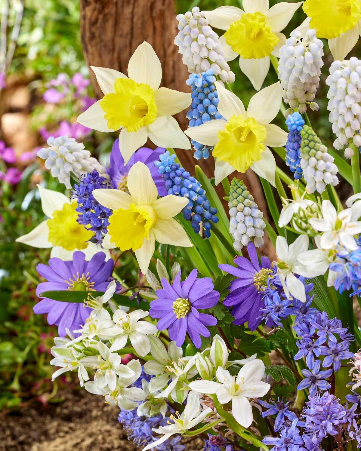 Collection 'Floral Fanfare' - Image 2