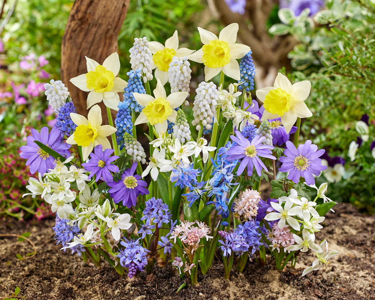Collection 'Floral Fanfare' - Image 3