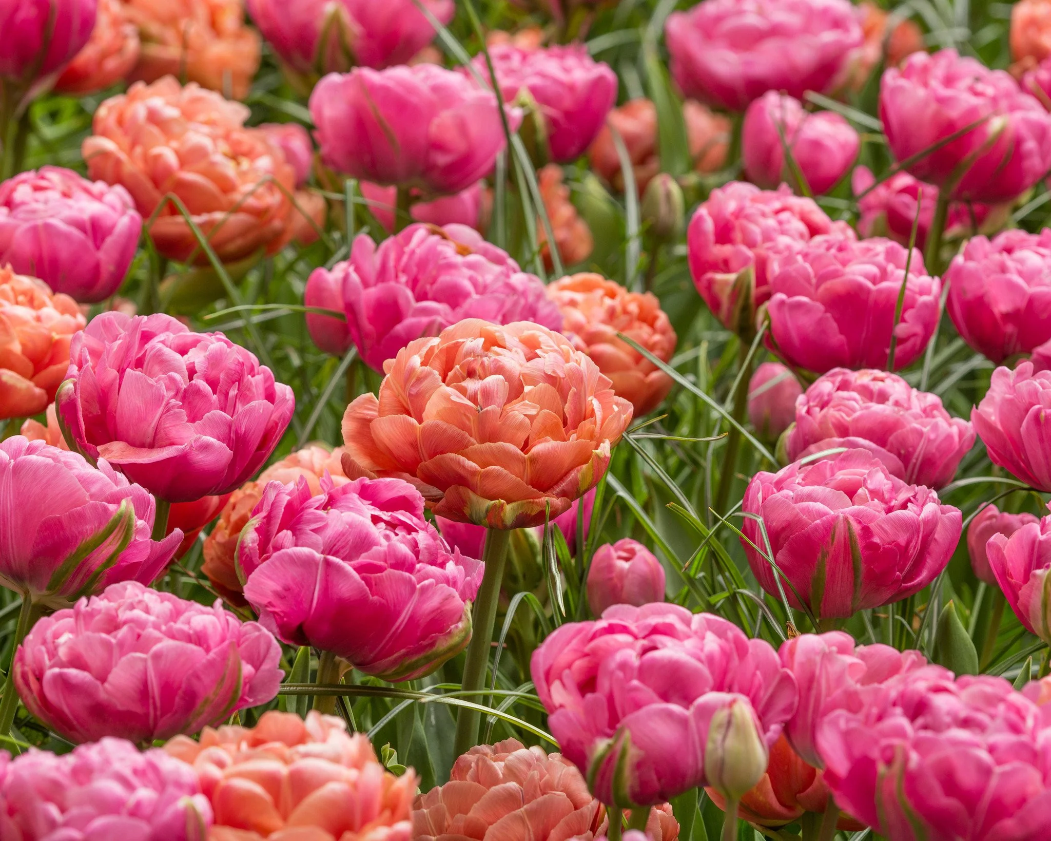 Tulip collection 'Gracy's Pride' - Image 2