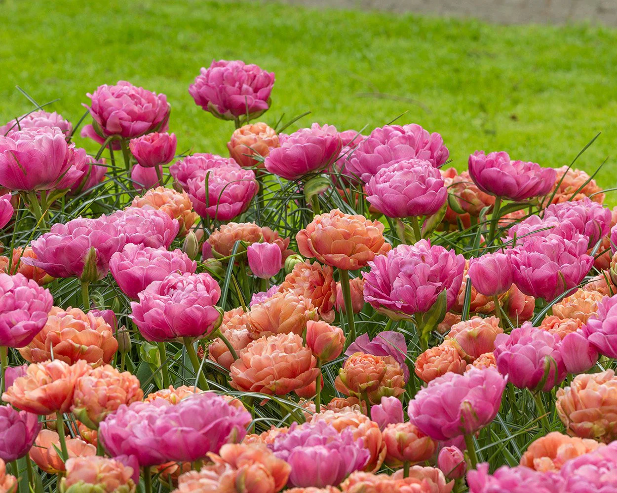 Tulip collection 'Gracy's Pride' - Image 6