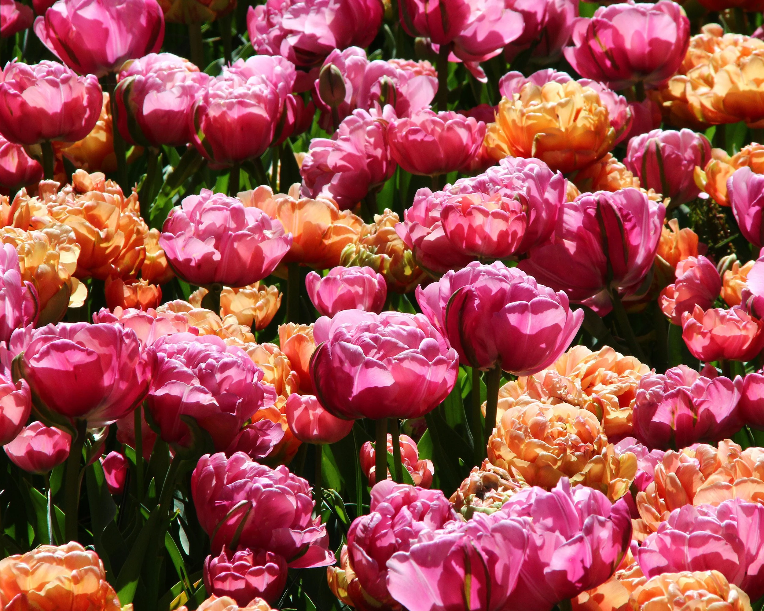 Tulip collection 'Gracy's Pride' - Image 7