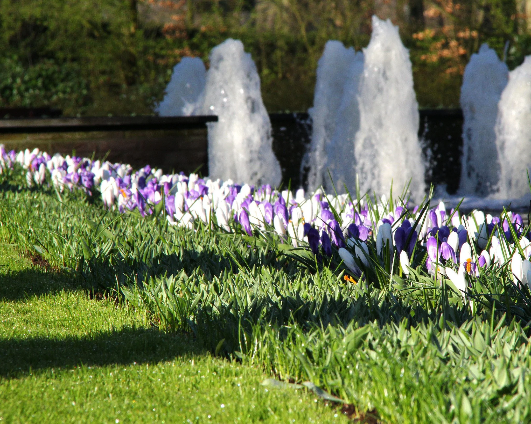 Crocus collection 'Match of the Day' - Image 5