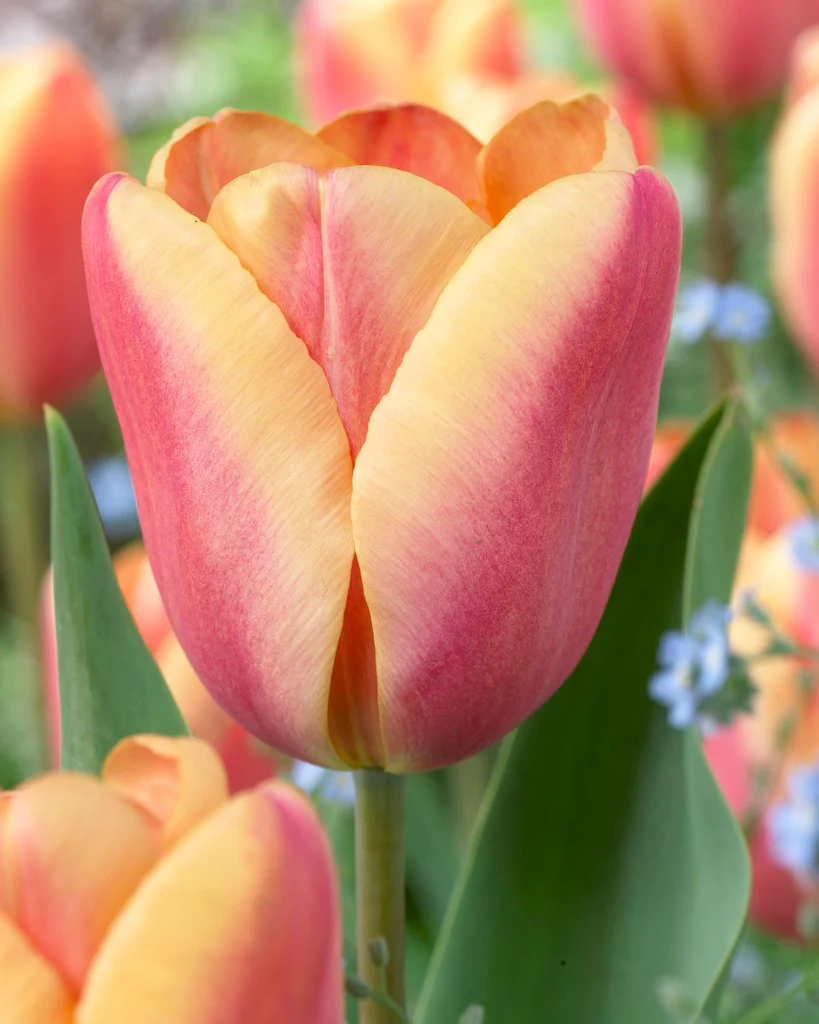 Tulip collection 'Night & Day' - Image 4