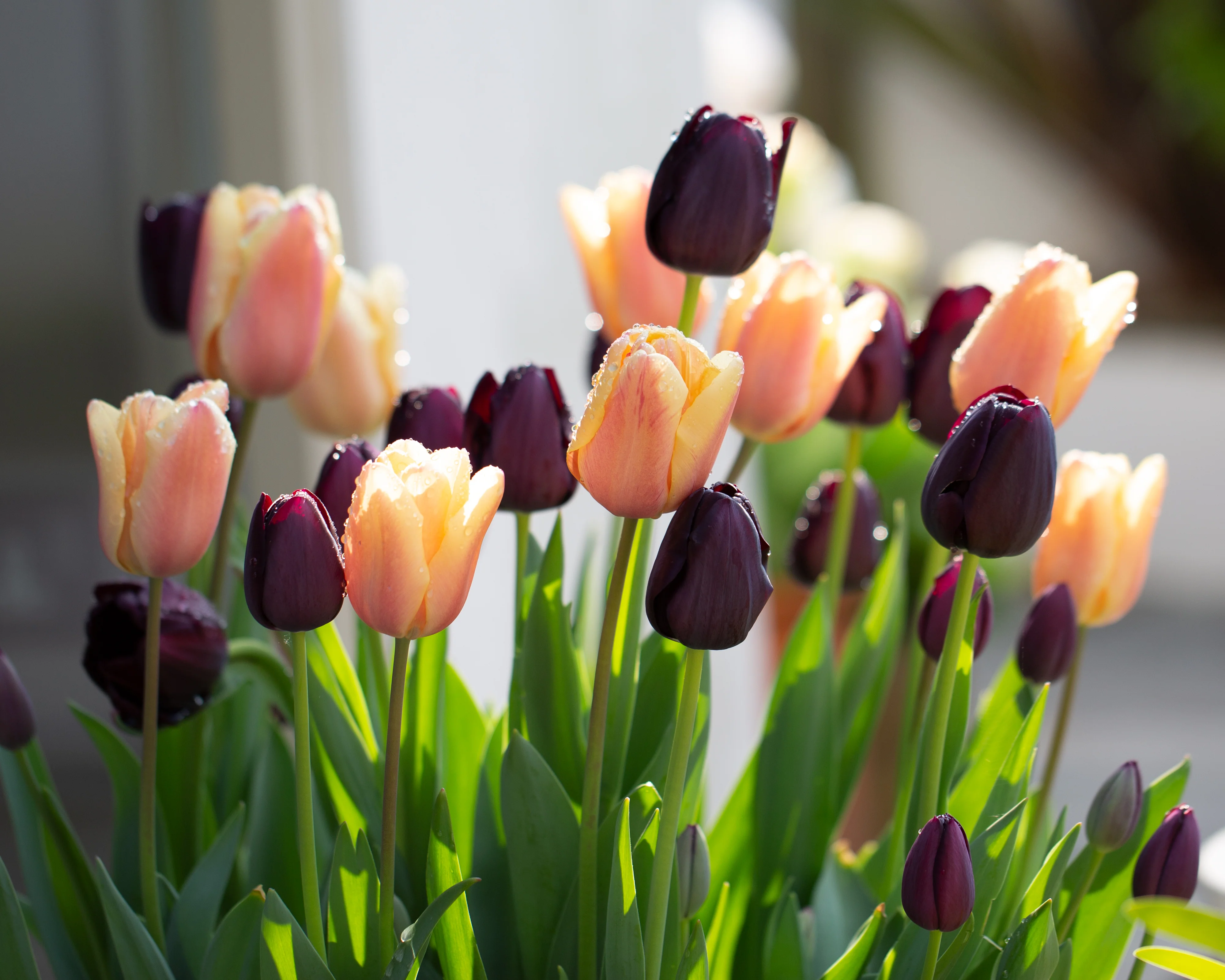 Tulip collection 'Night & Day' - Image 5