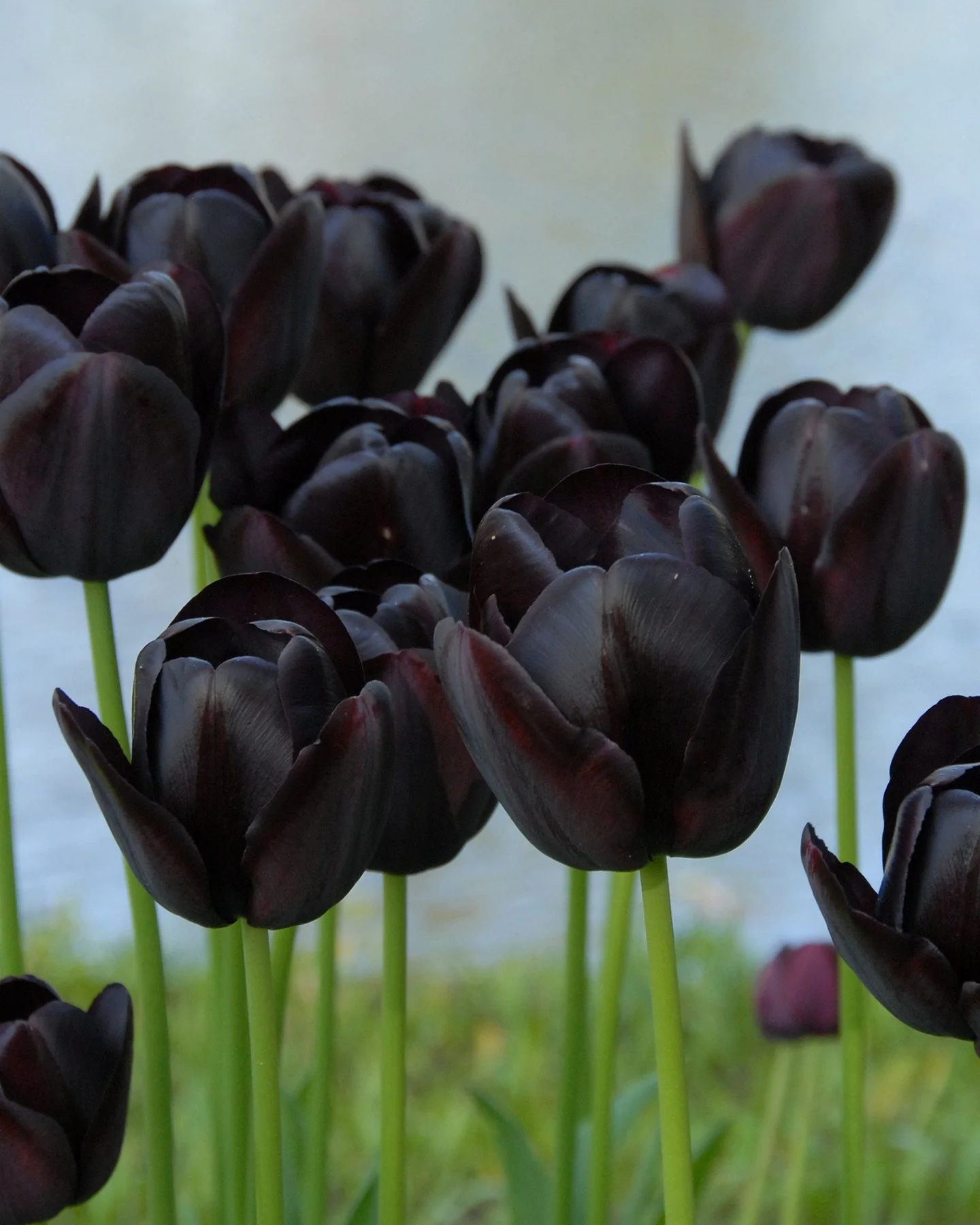 Tulip collection 'Night & Day' - Image 6
