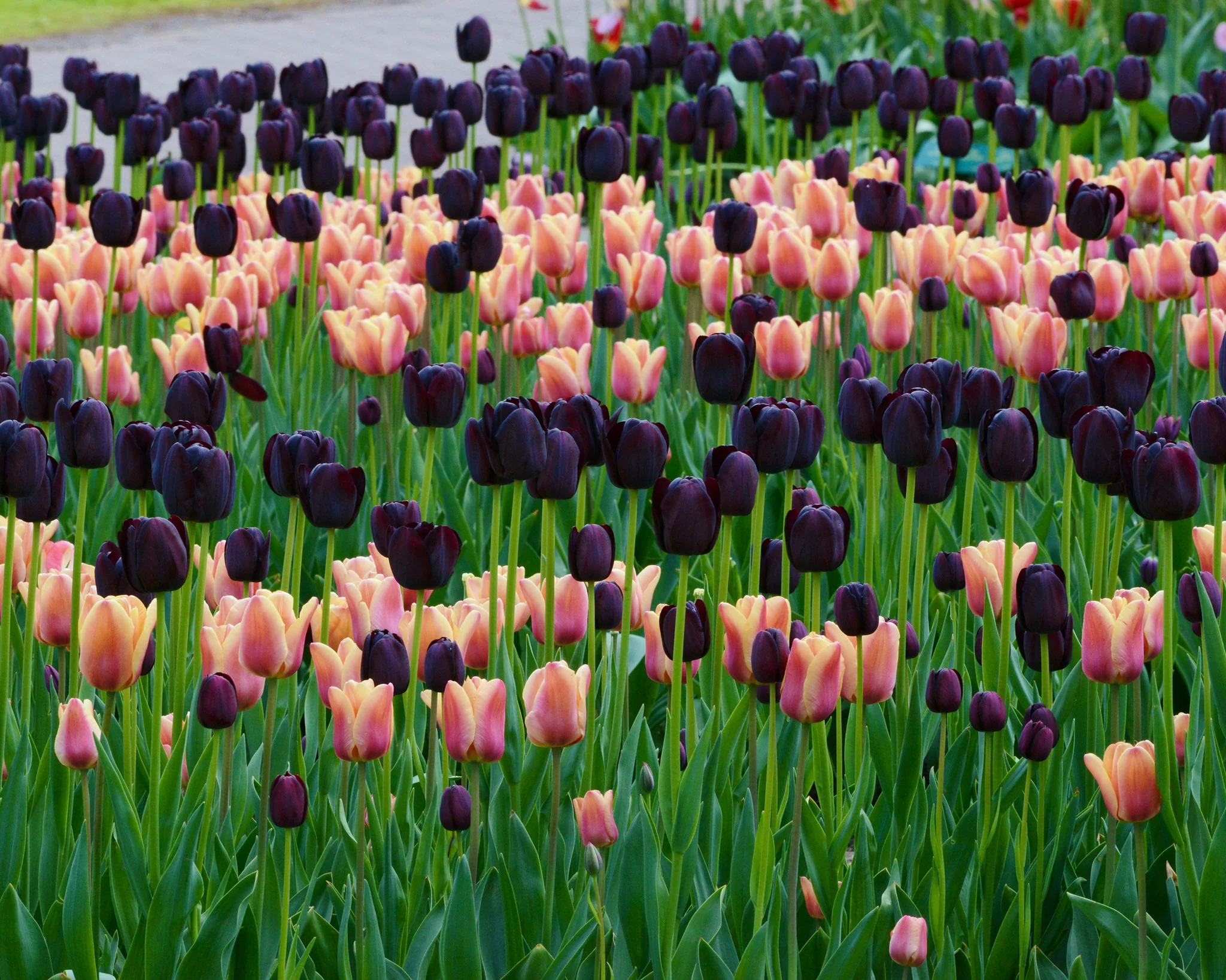 Tulip collection 'Night & Day' - Image 7