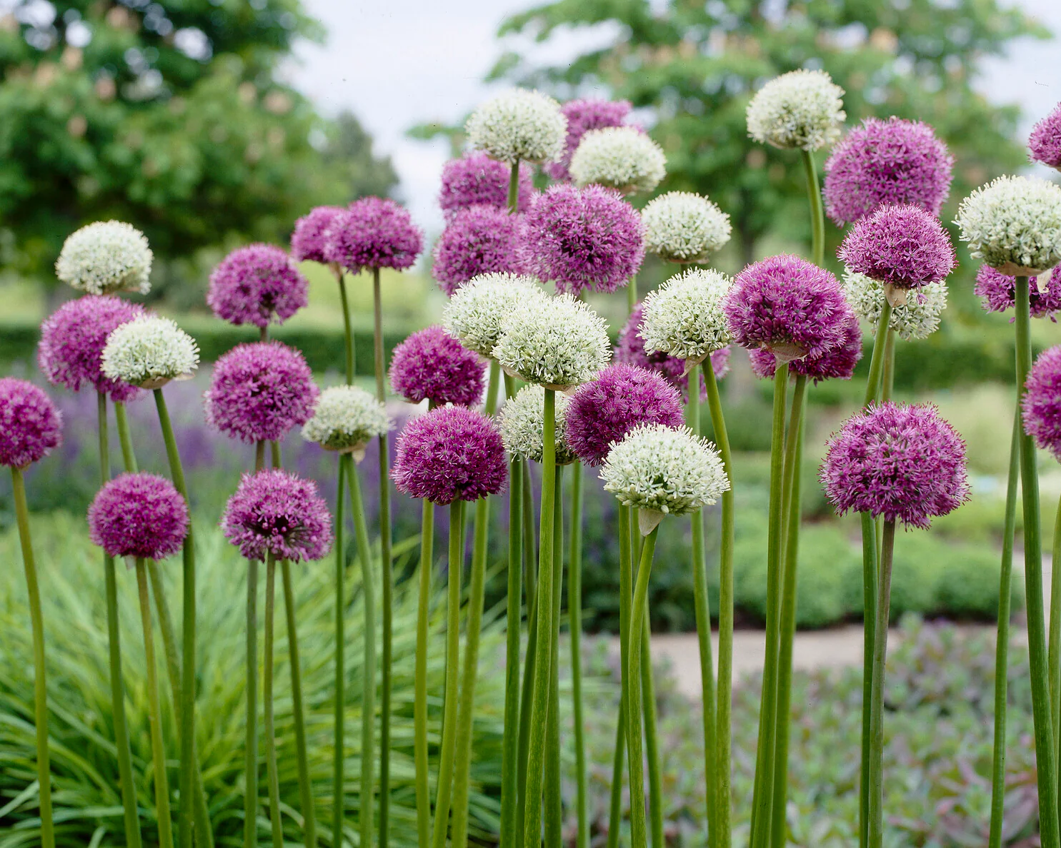 Allium collection 'Perfect Partners' - Image 2