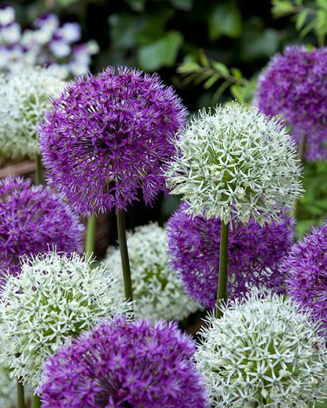Allium collection 'Perfect Partners' - Image 3