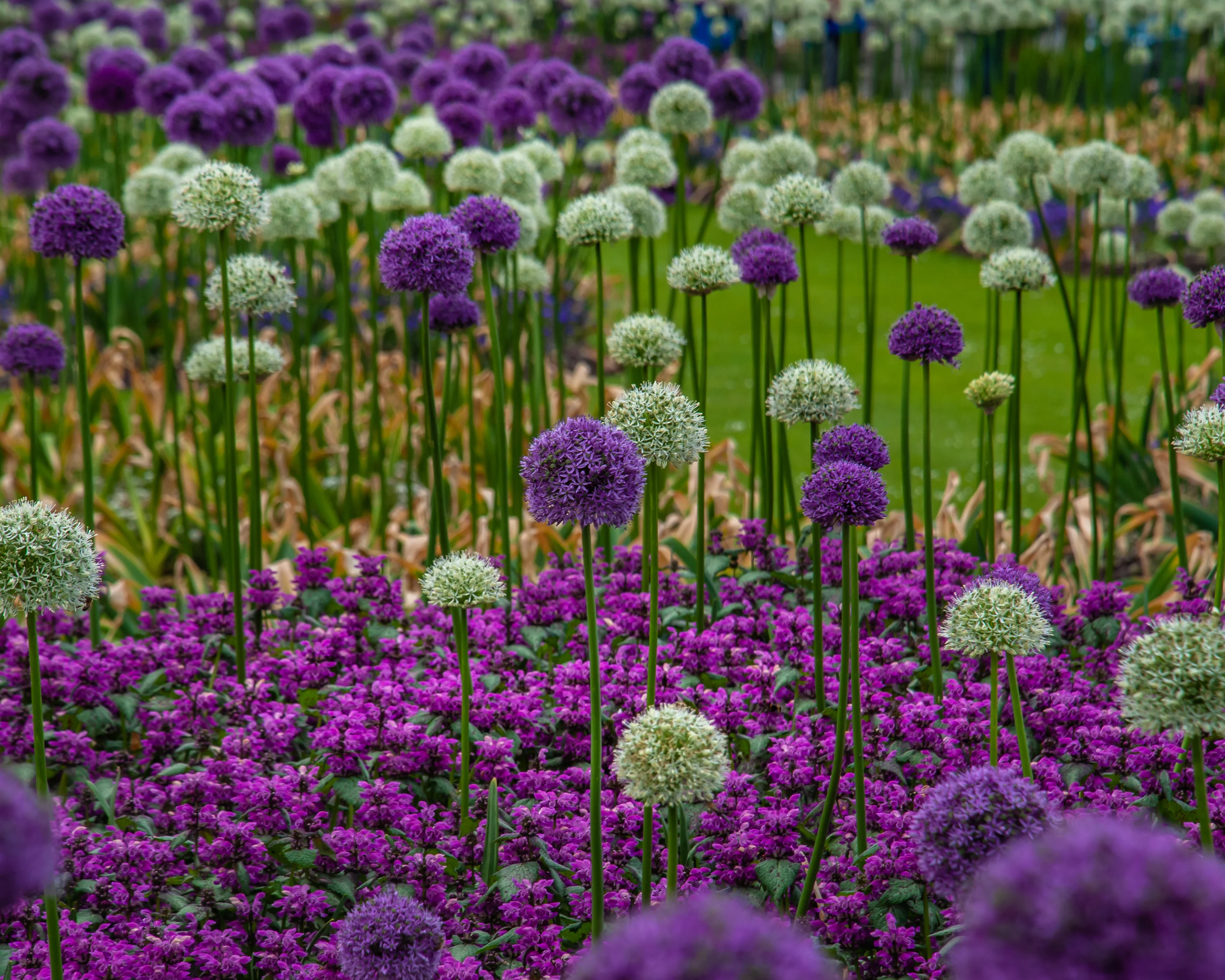 Allium collection 'Perfect Partners' - Image 5