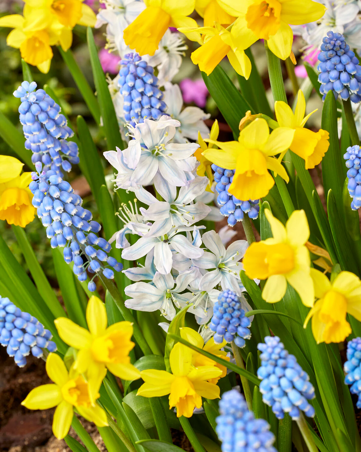 Collection 'Spring Spectacle' - Image 3