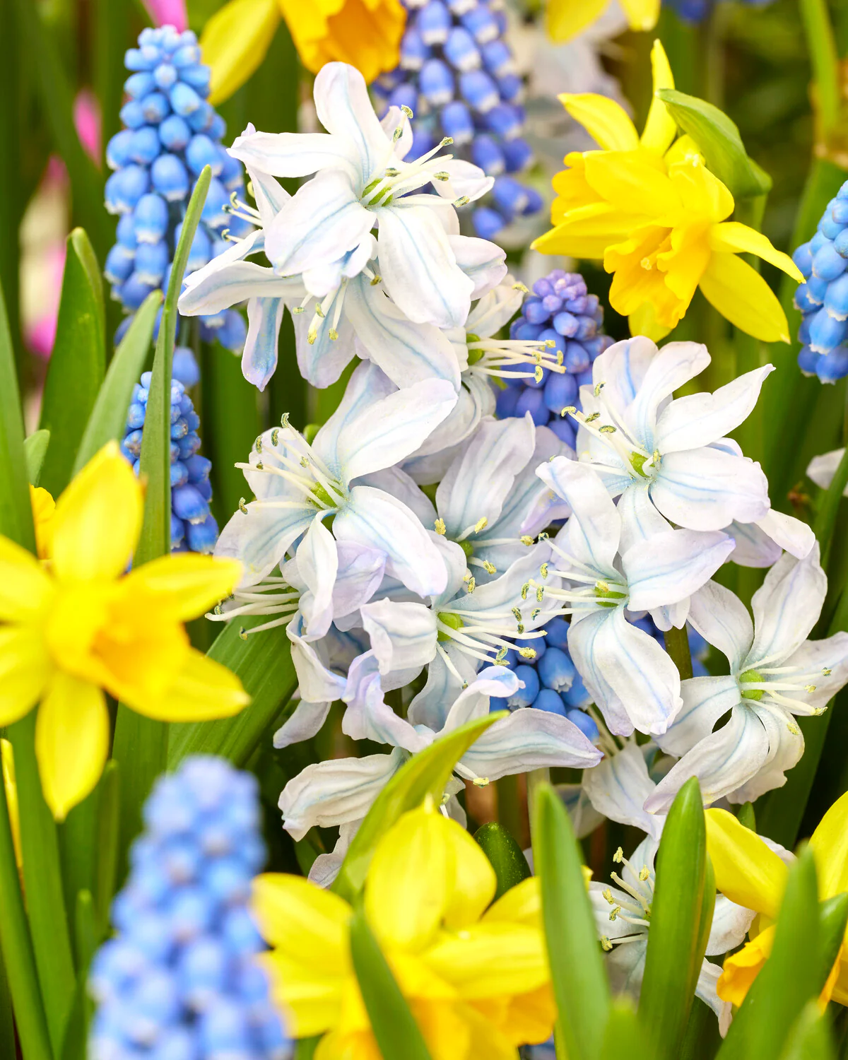 Collection 'Spring Spectacle' - Image 4