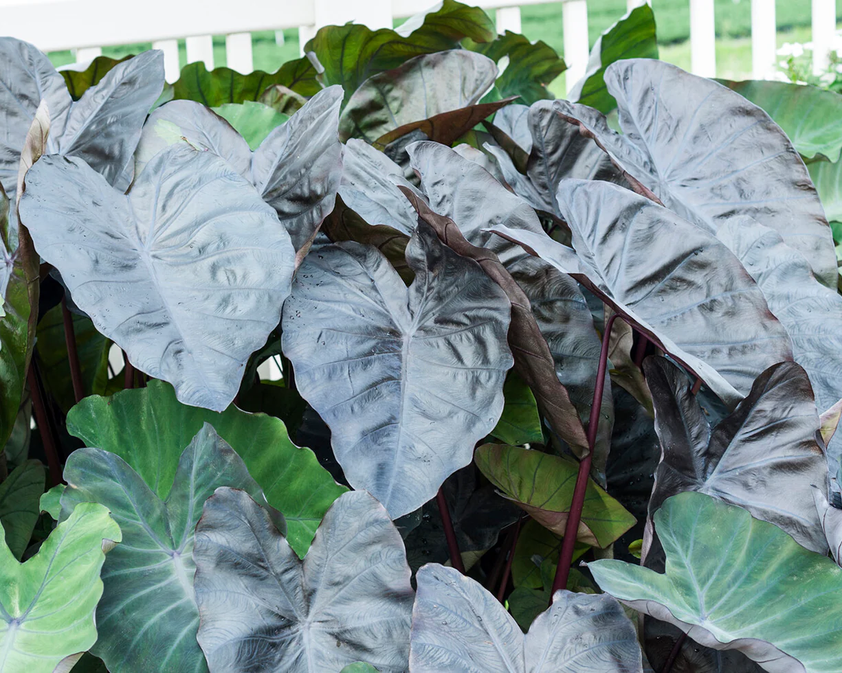 Colocasia 'Black Coral' - Image 3