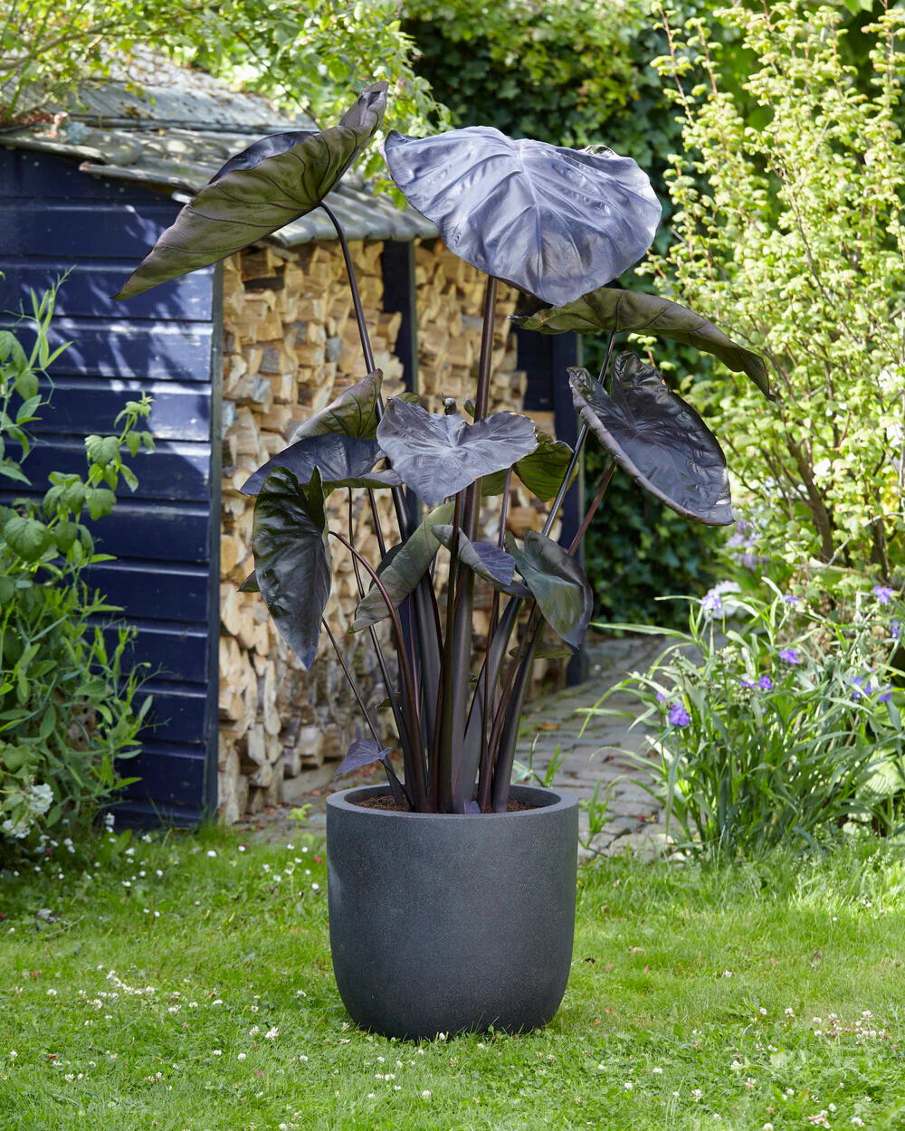 Colocasia 'Black Coral' - Image 4