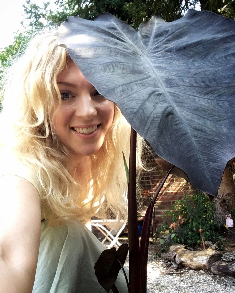 Colocasia 'Black Magic' - Image 3