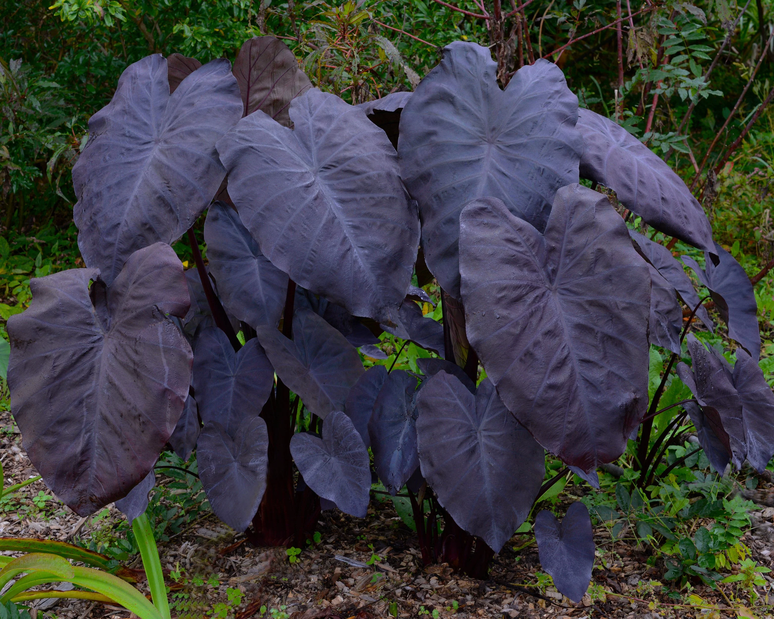 Colocasia 'Black Magic' - Image 4