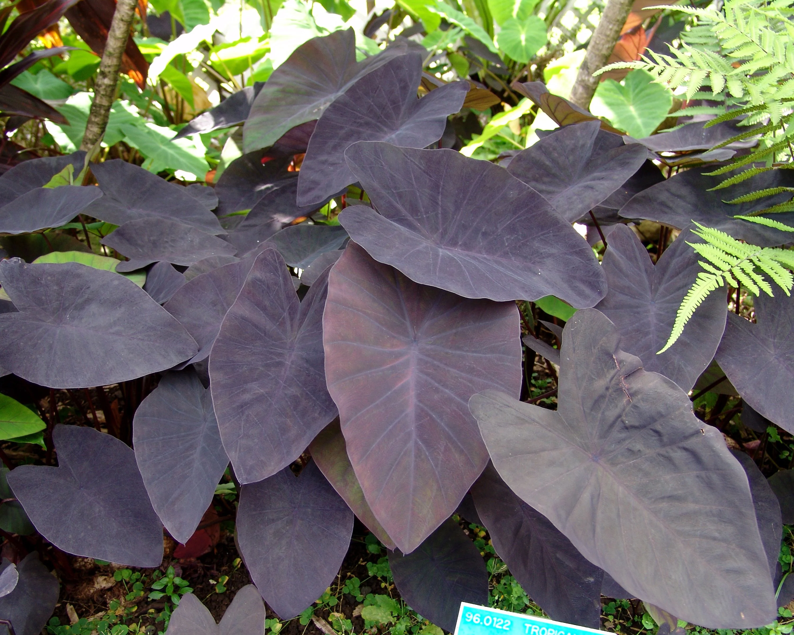 Colocasia 'Black Magic' - Image 6