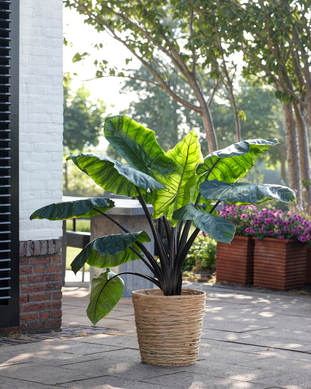 Colocasia 'Black Stem' - Image 3