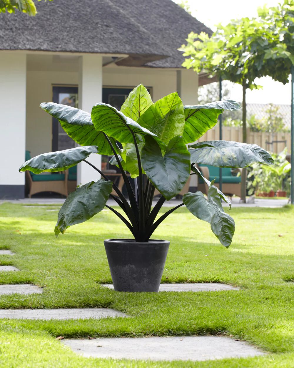 Colocasia 'Black Stem' - Image 4
