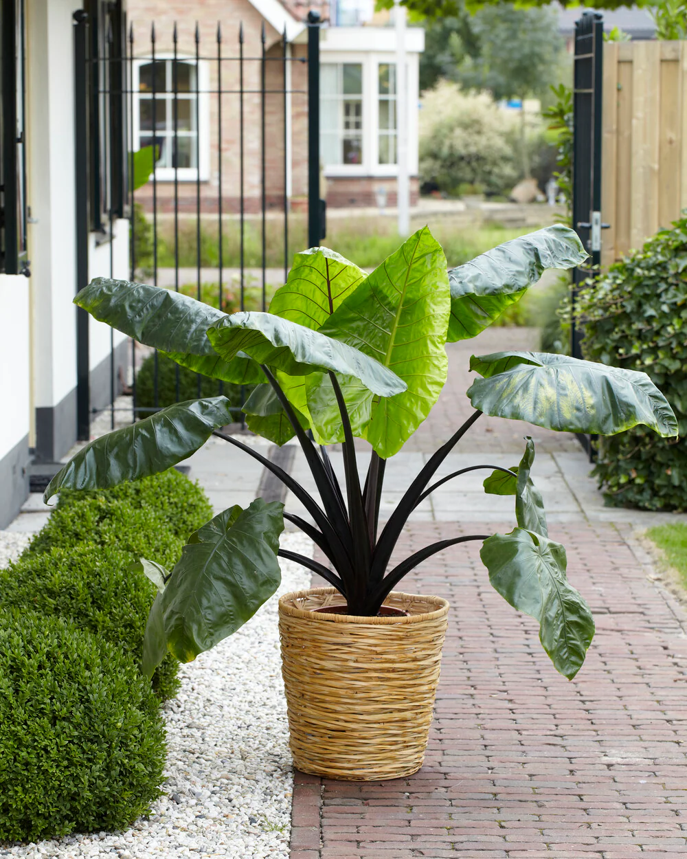 Colocasia 'Black Stem' - Image 5