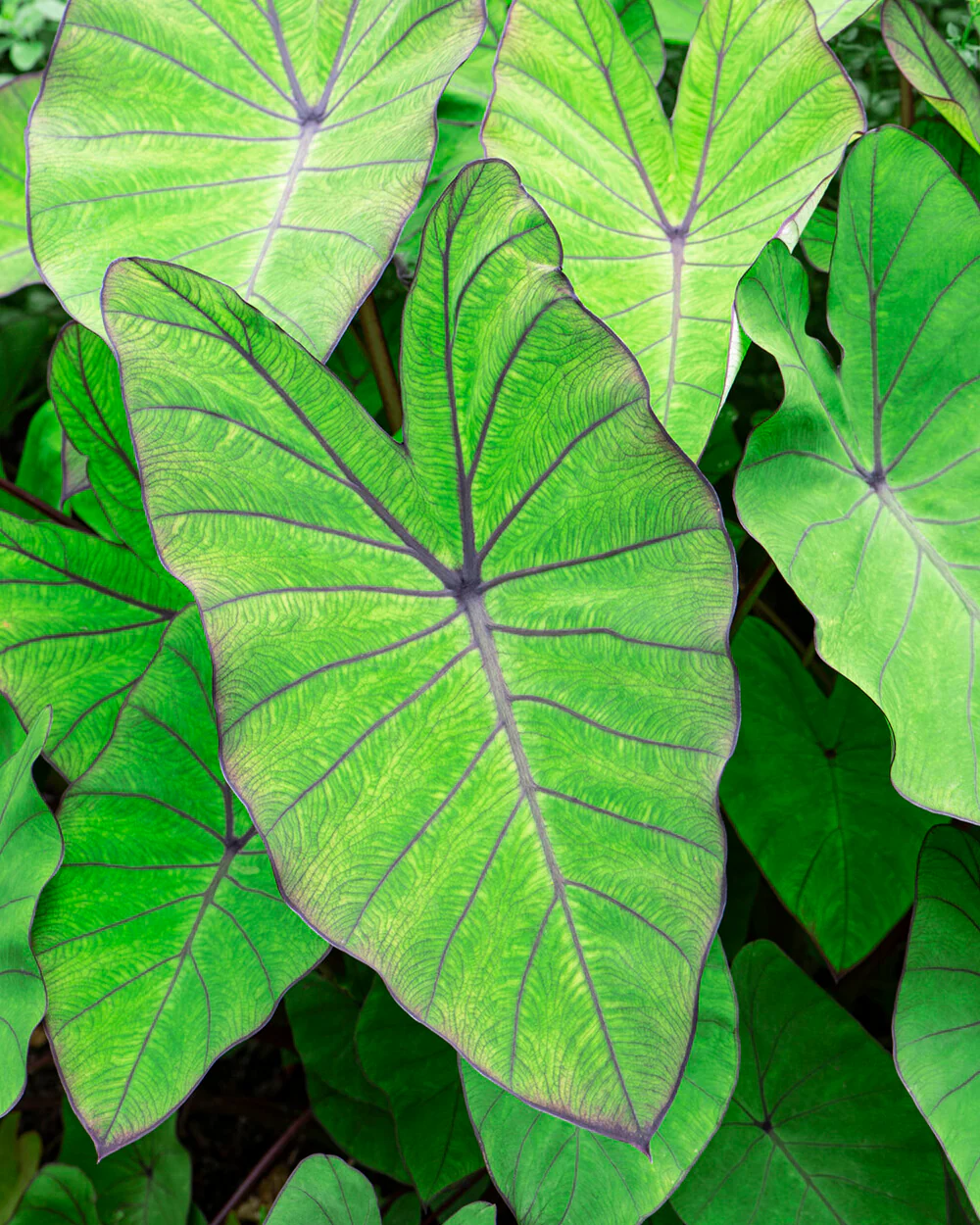 Colocasia 'Blue Hawaii' - Image 3