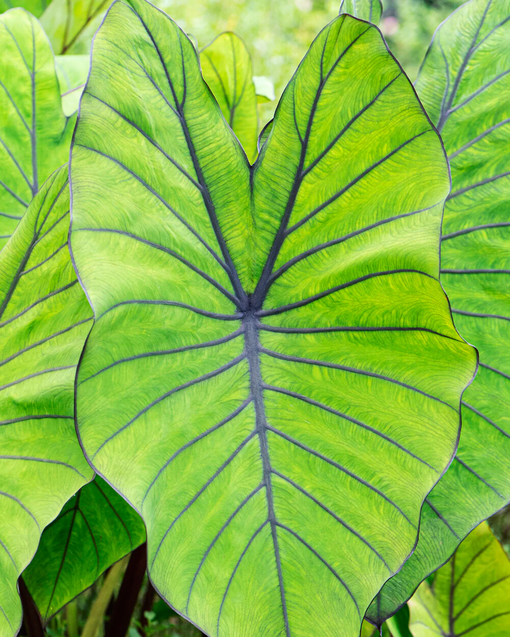 Colocasia 'Blue Hawaii' - Image 4