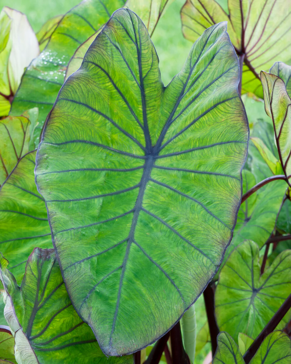 Colocasia 'Blue Hawaii' - Image 6