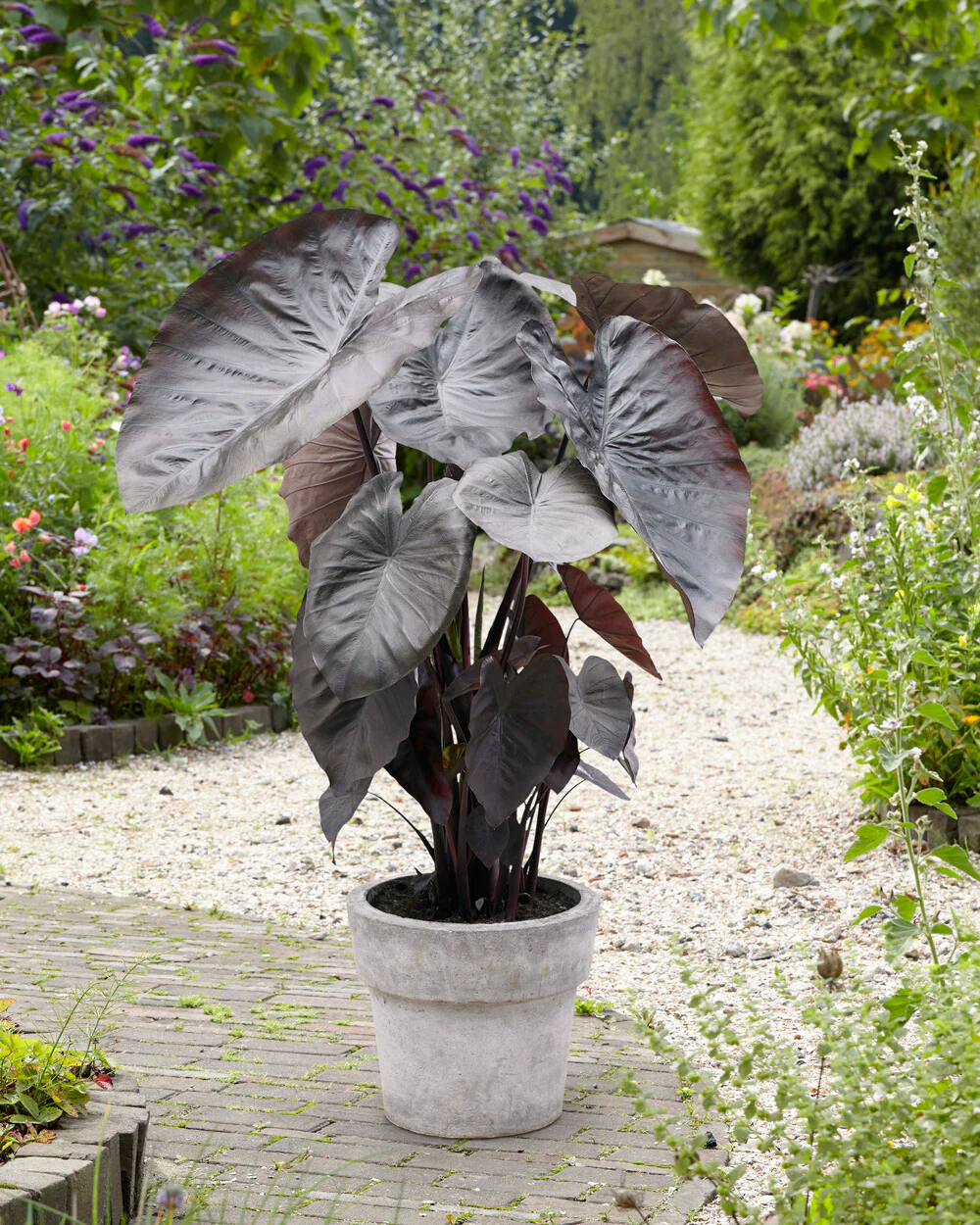 Colocasia 'Diamond Head' - Image 4