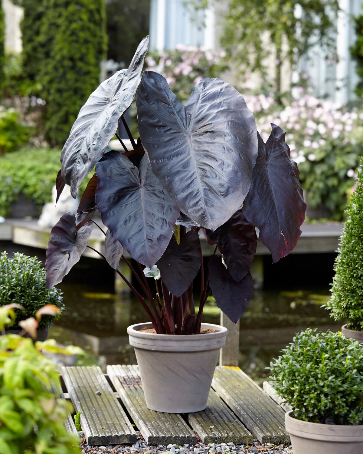 Colocasia 'Diamond Head' - Image 5