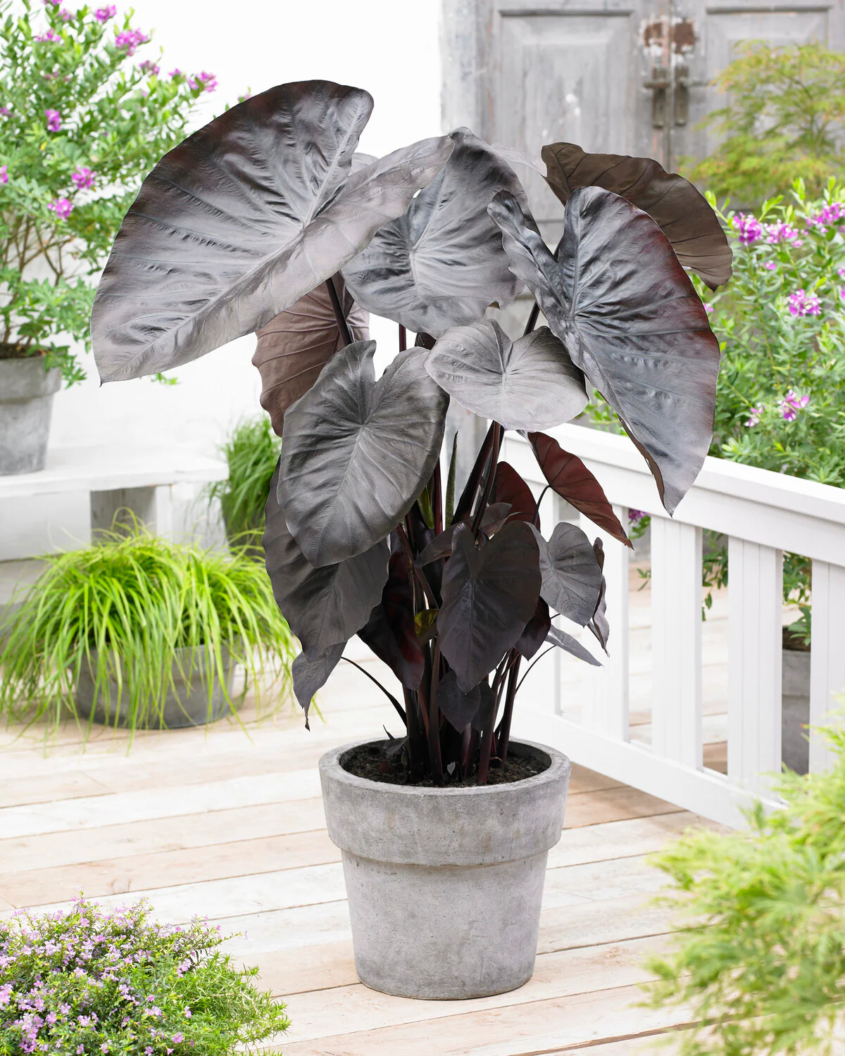 Colocasia 'Diamond Head' - Image 6