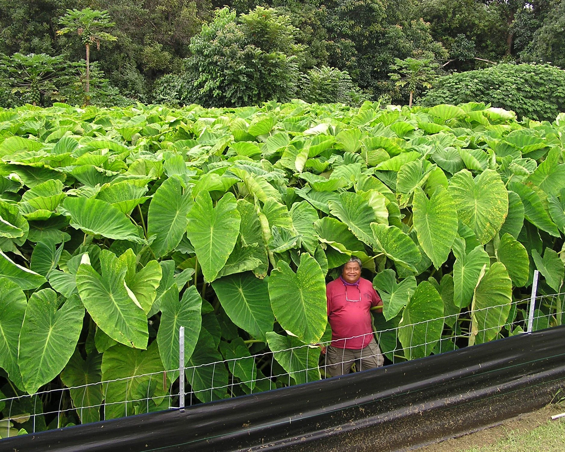 Colocasia esculenta - Image 5