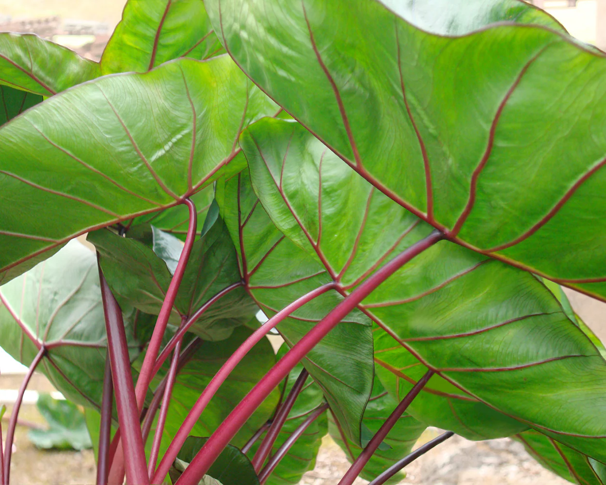 Colocasia 'Hawaiian Punch' - Image 3