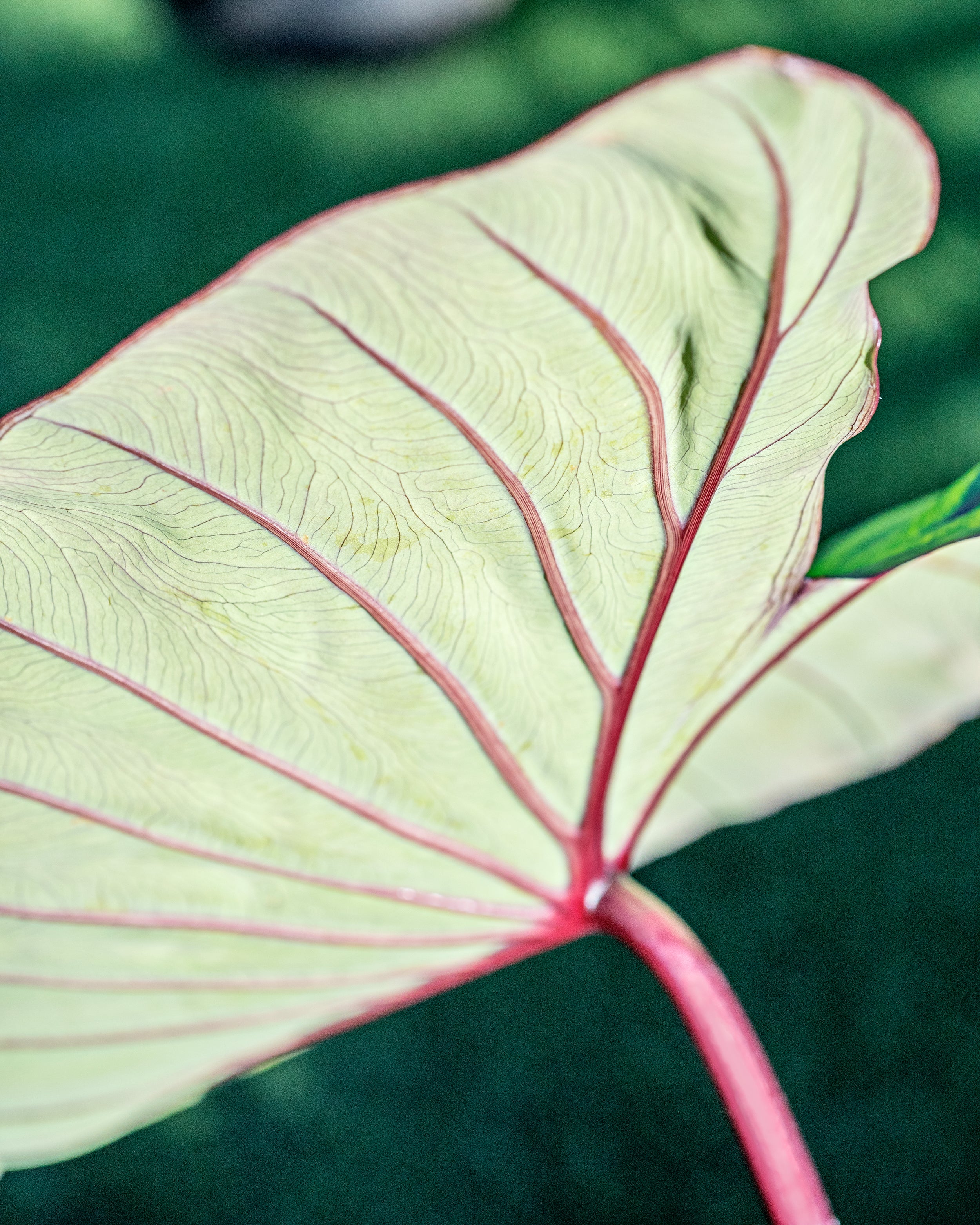 Colocasia 'Hawaiian Punch' - Image 4