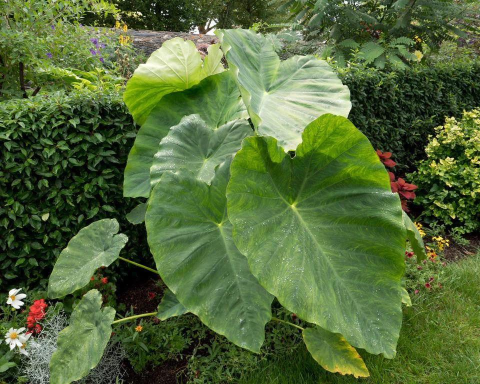 Colocasia 'Jumbo Taro' - Image 3