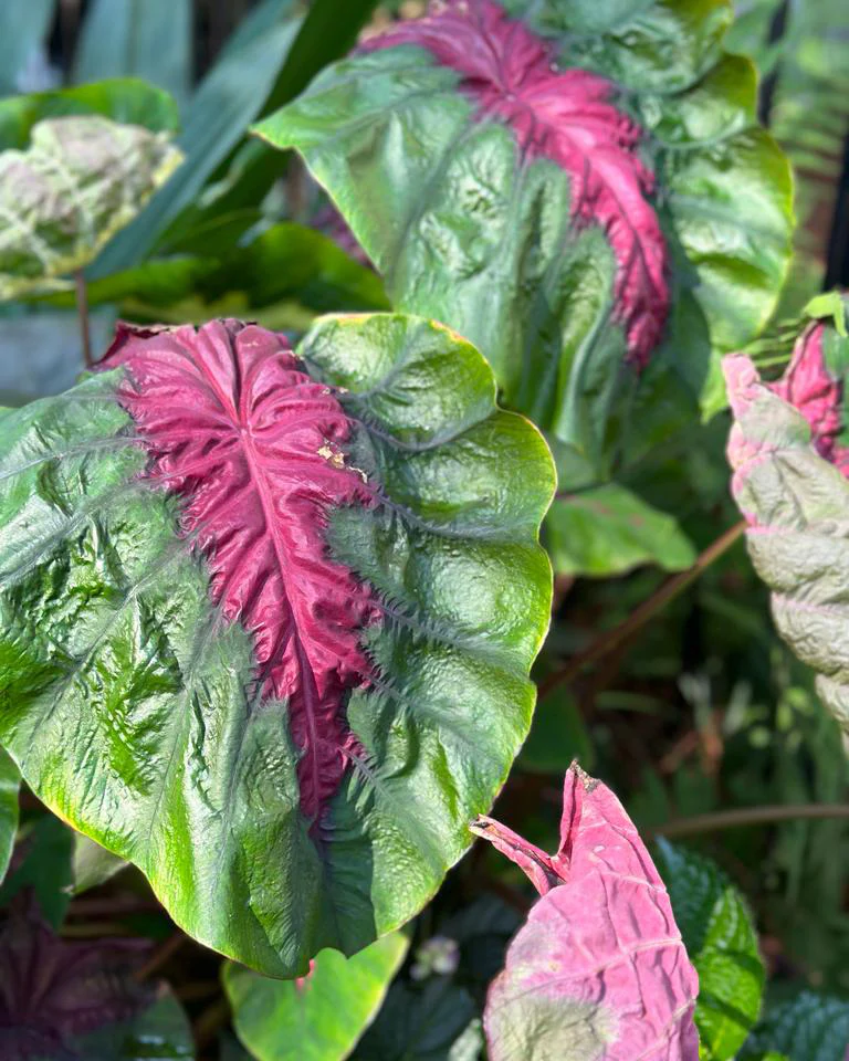 Colocasia 'Madeira Star' - Image 2