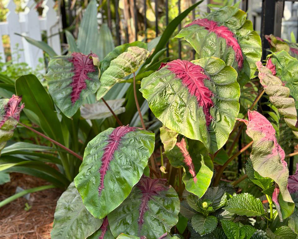 Colocasia 'Madeira Star' - Image 3