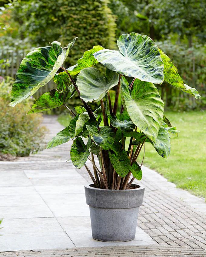 Colocasia 'Mojito' - Image 3