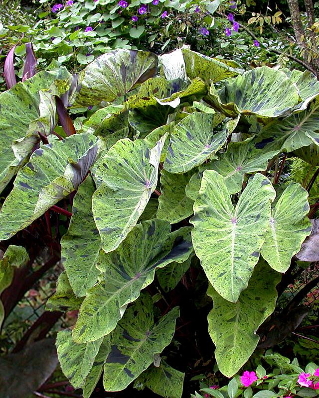 Colocasia 'Mojito' - Image 4
